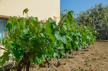 Naxos Sangri