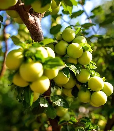 Naxos Sangri